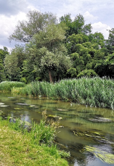 Die Abensauen
