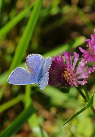 Farbenfrohe Highlights am Wegesrand