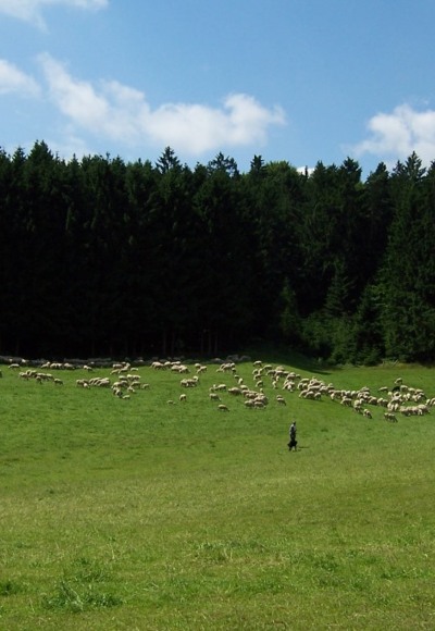 Am Schellenberg