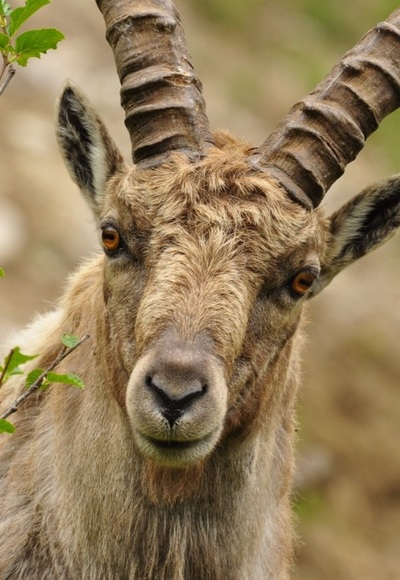 Steinbock