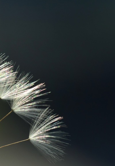 Wunder der Natur