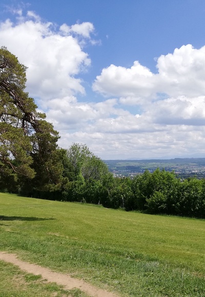 Blick auf das Naturdenkmal "Mulzerföhre"