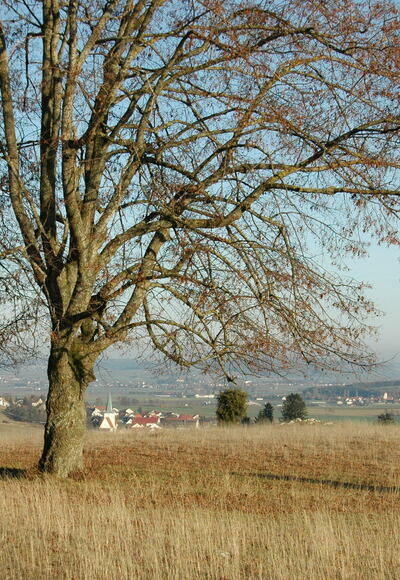 Blick vom Albuch auf das Ries