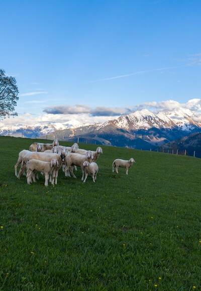 Hohe Tauern Panorama Trail - ET06 Pass Thurn