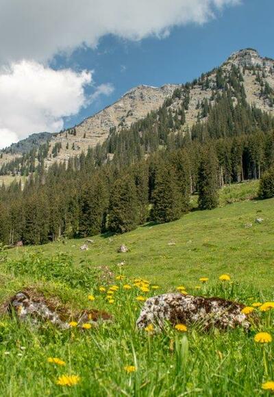 Almwiese mit Ziel in weiter Ferne