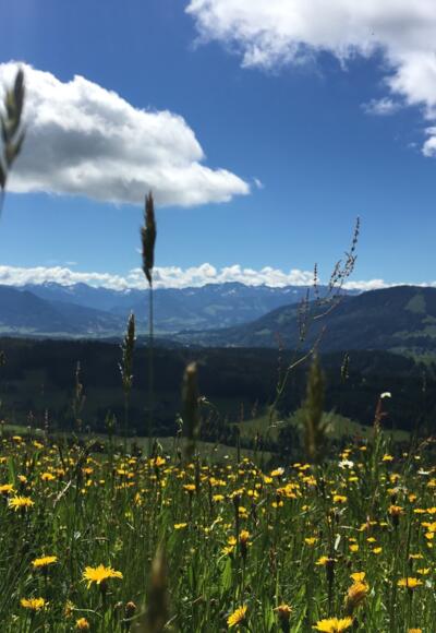 Vom Hauchenberg Grat Richtung Süden, Allgäuer Hauptkamm und Grünten, rechts Mittag und Nagelfluhkette