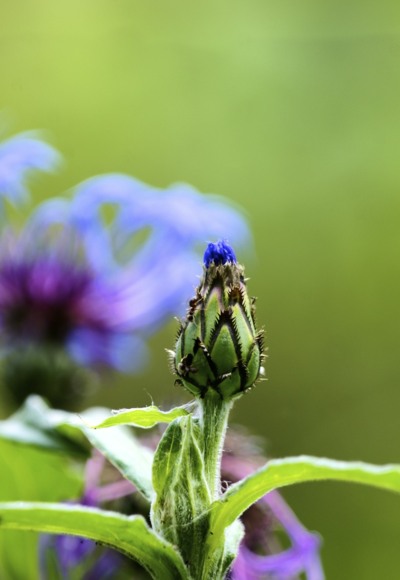 Blume mit Ameise
