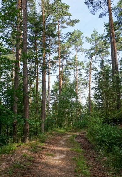 Waldweg am Muppberg