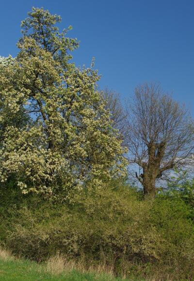 Die Äste an Kopfeichen werden alle 10 bis 15 Jahre geschnitten.