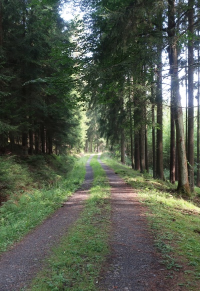 Durch den Wald am Plestener Berg