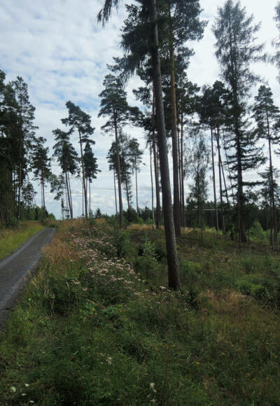Lichter Wald auf dem Rundweg zur Göritzenquelle