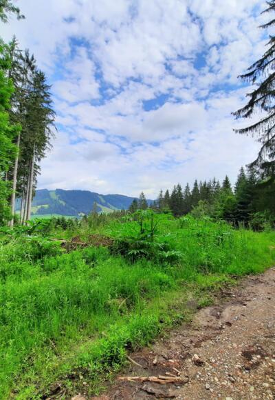 Burenweg Sibratshofen - Weitnau