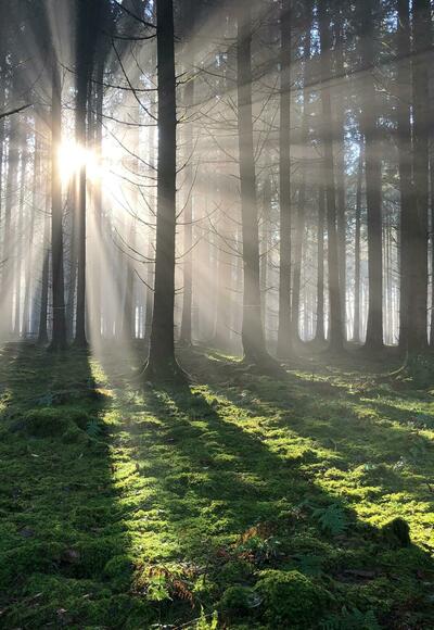 Lichtspiele in den Augsburger Wäldern