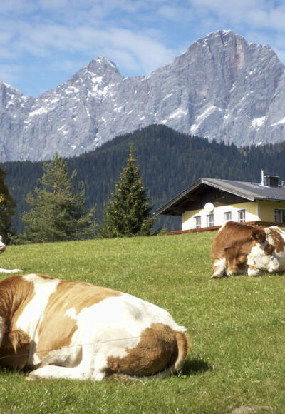 Dachstein von der Ramsau gesehen. Z14