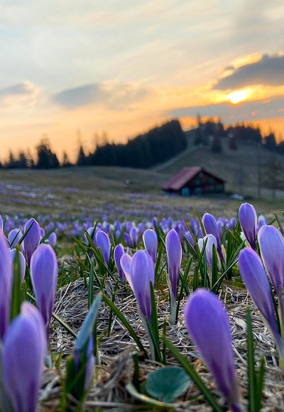 Frühlingsboten am Hochsiedel