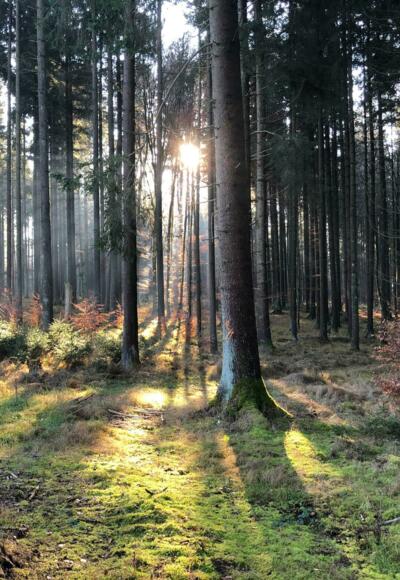 Die Magie des Winterwaldes...