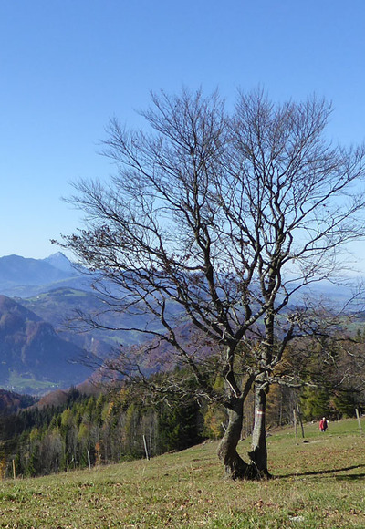Am Weg zur Grünburger Hütte