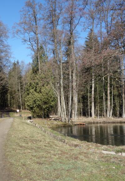 Der Weiher beim Wanderparkplatz