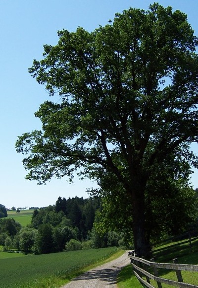 Wanderweg  bei Zaun