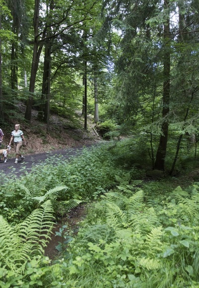 Wandern durch den Spessartwald