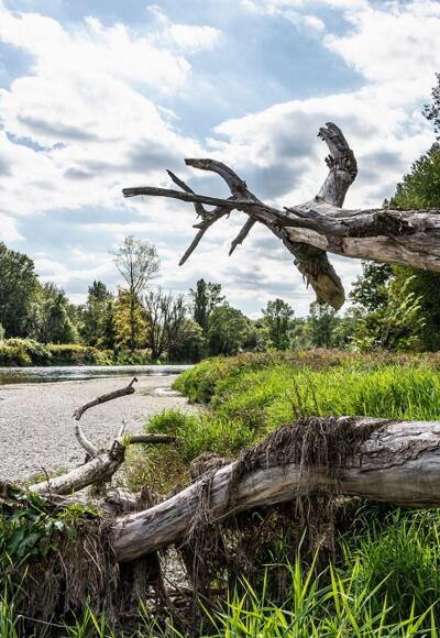 Ursprüngliche Landschaft im Naturschutzgebiet Isarauen