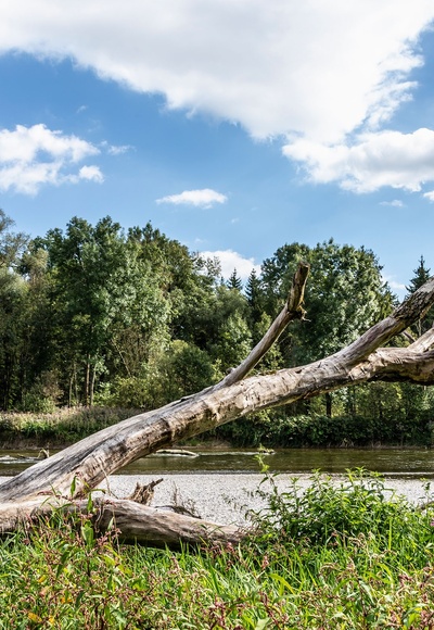 Ursprüngliche Landschaft im Naturschutzgebiet Isarauen