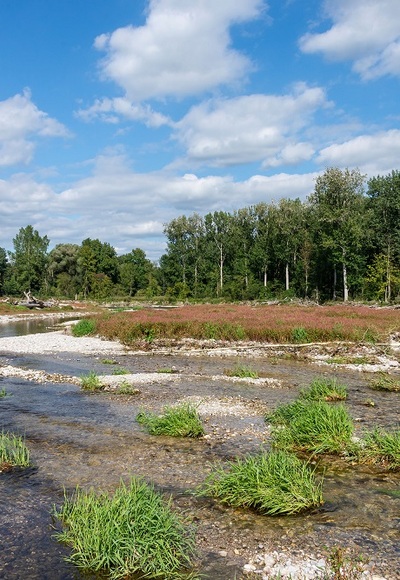 Kiesbänke im Naturschutzgebiet Isarauen
