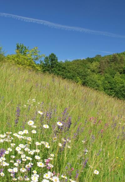 Lila blühender Salbei auf einer Flachland-Mähwiese
