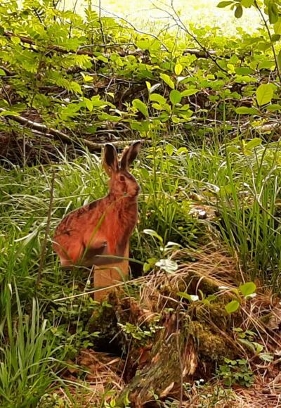 Das auffälligste Merkmal des Feldhasen sind seine langen Ohren