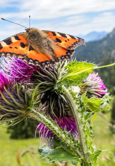 Schmetterling am Pürschling