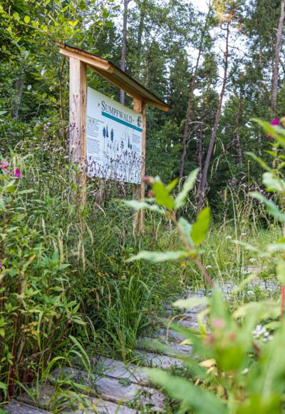 Bohlenweg durch den Sumpfwald