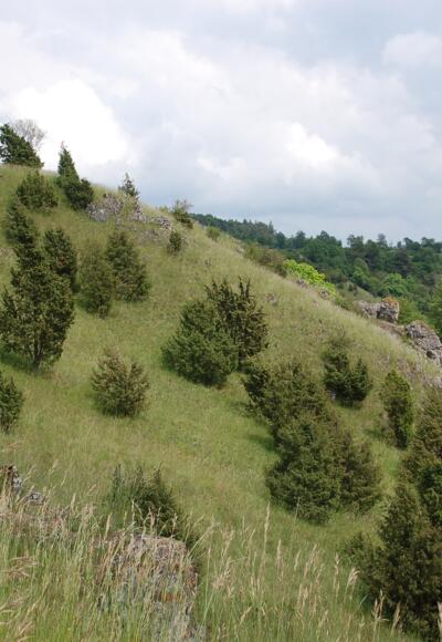 Wacholderheide