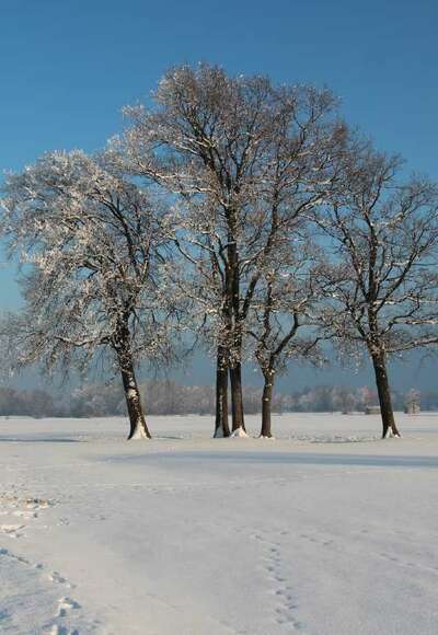 Bäume und Schneespuren, Winter
