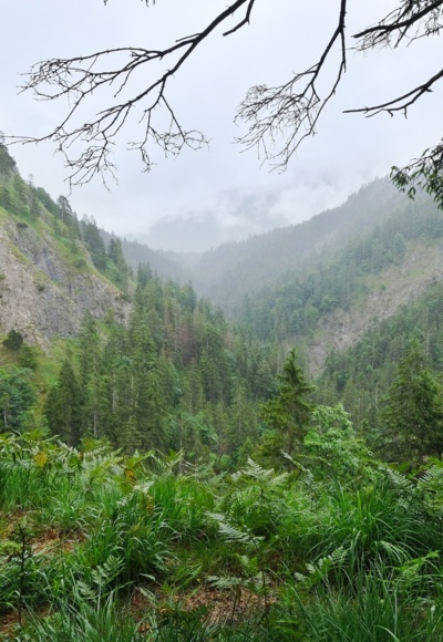 Am Abstieg in den Staffelgraben (1020m)  -  15.07.2021