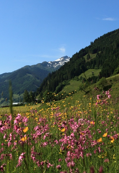 Blumenwiese am Weg