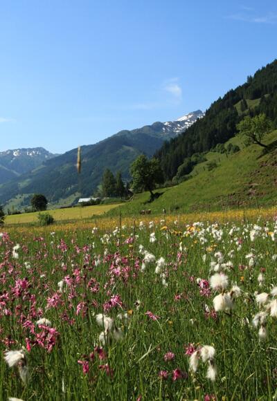Reitbauern Blumenwiese
