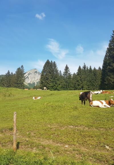 Almkühe auf den Ettenhauser Wiesen, im Hintergrund der Geigelstein