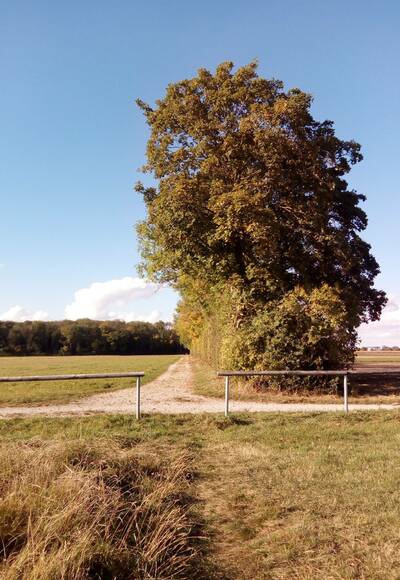 Allee in den Wald