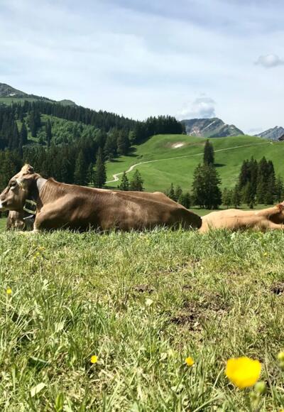 Blick auf die Mittelbergalpe