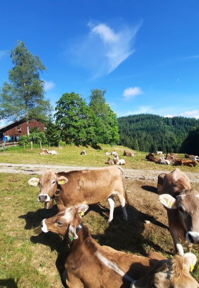 Jungvieh an der Wenger Egg Alpe