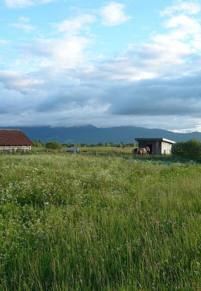 im Loisach-Kochelsee-Moor