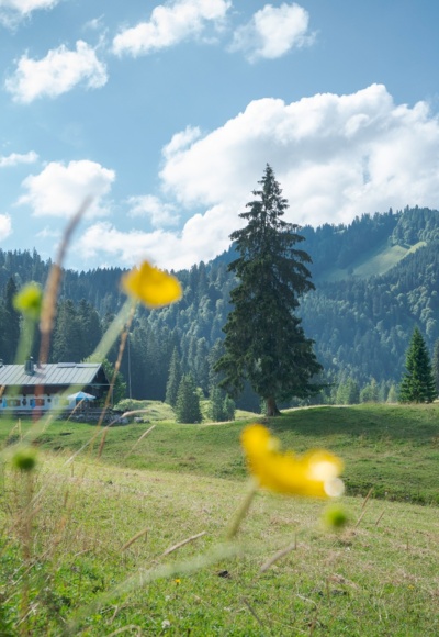 Die Schwarzentenn-Alm