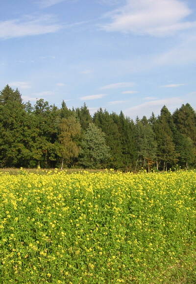 Rapsfeld bei Zwölfling