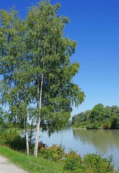 Inndamm bei Rosenheim