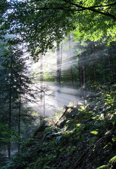 Sonnenspiegelung im dunstigen Wald in Regitt. Z26