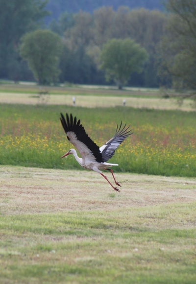 Der Namensgeber des „Storchenwegs“