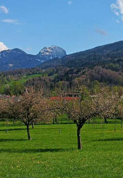 Blühende Obstbäume vor dem Wendelstein
