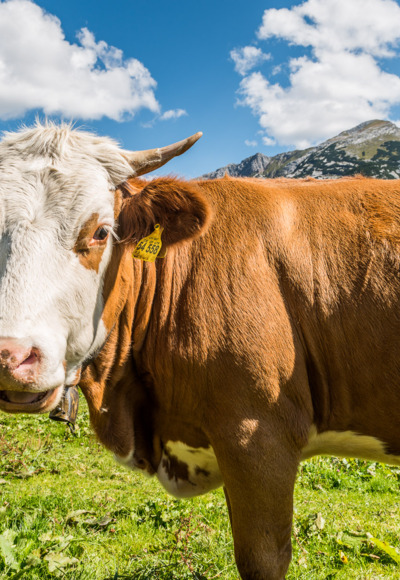 Kuh auf der Kallbrunalm