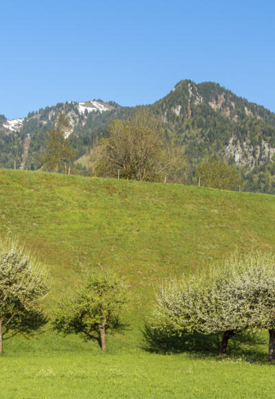 Wiese am Lenggrieser Höhenweg