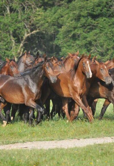 Pferde auf dem Gestüt Schwaiganger